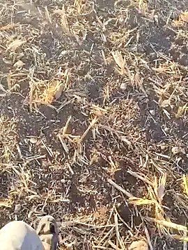 roouse – webcam model profile photo Image 18