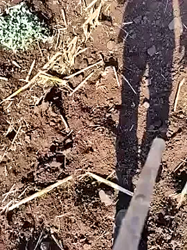 roouse – webcam model profile photo Image 4