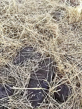 roouse – webcam model profile photo Image 9