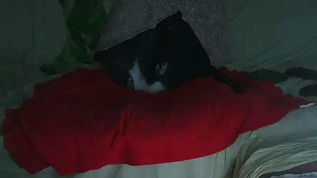 oxo_yuna_oxo – webcam model profile photo Image 17